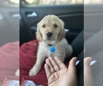 Small Photo #9 Golden Retriever Puppy For Sale in WASHINGTON, DC, USA