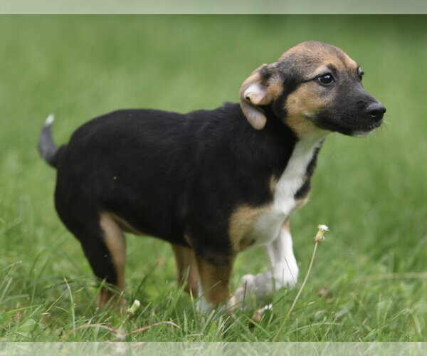 Medium Photo #9 Mutt Puppy For Sale in Mechanicsburg, PA, USA