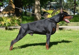Father of the Doberman Pinscher puppies born on 09/13/2017