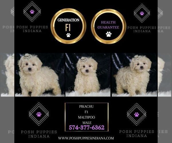 Medium Photo #2 Maltipoo Puppy For Sale in WARSAW, IN, USA