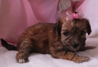 Morkie Puppy for sale in RUTLAND, SD, USA