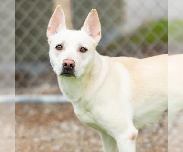 Medium Photo #2 Gerberian Shepsky Puppy For Sale in Camarillo, CA, USA