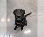 Small German Shepherd Dog Mix