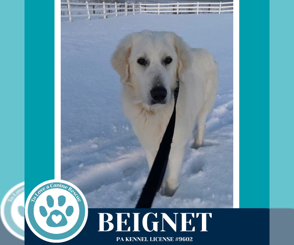 Medium Photo #2 Great Pyrenees-Unknown Mix Puppy For Sale in Kimberton, PA, USA