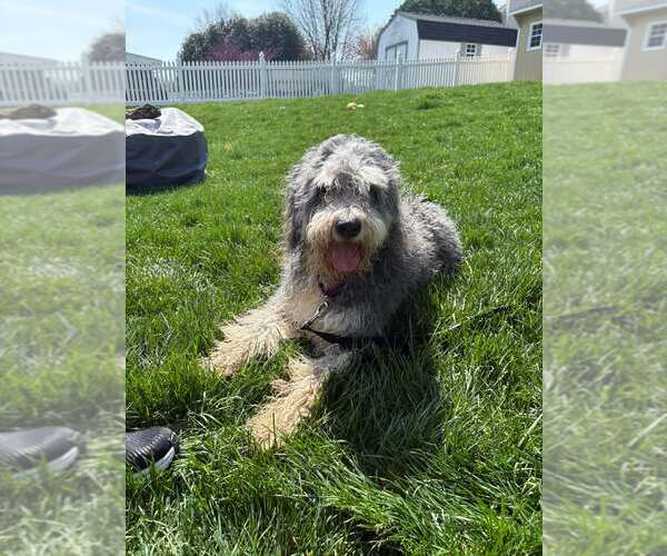 Medium Photo #3 Bernese Mountain Dog-Unknown Mix Puppy For Sale in Martinsburg, WV, USA