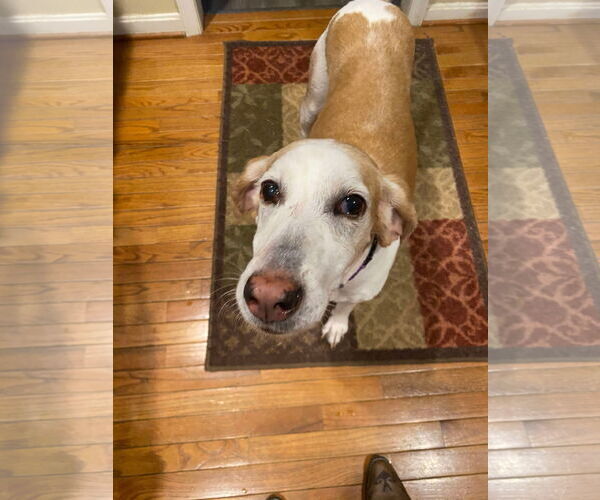 Medium Photo #1 American Foxhound Puppy For Sale in Dahlgren, VA, USA