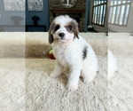 Small Photo #4 Bernedoodle (Miniature) Puppy For Sale in GREENFIELD, IN, USA