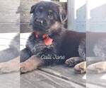 Small Photo #2 German Shepherd Dog Puppy For Sale in LA FAYETTE, NY, USA