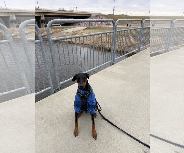 Medium Photo #2 Doberman Pinscher Puppy For Sale in Minneaoplis, MN, USA