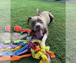 Small #11 American Staffordshire Terrier Mix