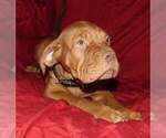 Small Photo #2 Dogue de Bordeaux Puppy For Sale in BUFFALO, MO, USA