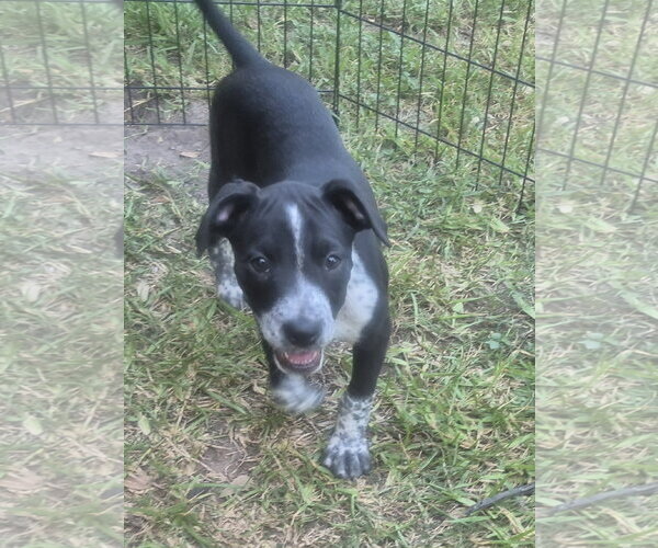 Medium Photo #3 Labrador Retriever-Unknown Mix Puppy For Sale in The Woodlands, TX, USA