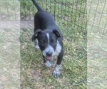 Small #2 Labrador Retriever Mix