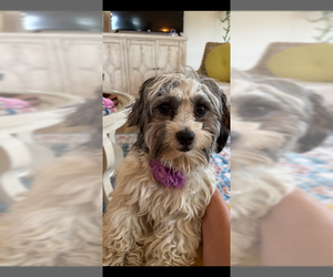 Havanese Dogs for adoption in Fort Wayne, IN, USA