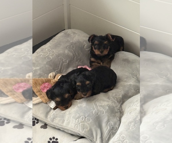Medium Photo #14 Yorkshire Terrier Puppy For Sale in ARLINGTON, TN, USA