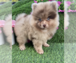 Small #24 Pomeranian