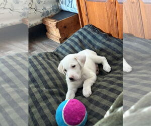 Great Pyrenees-Unknown Mix Dogs for adoption in pomfret, CT, USA