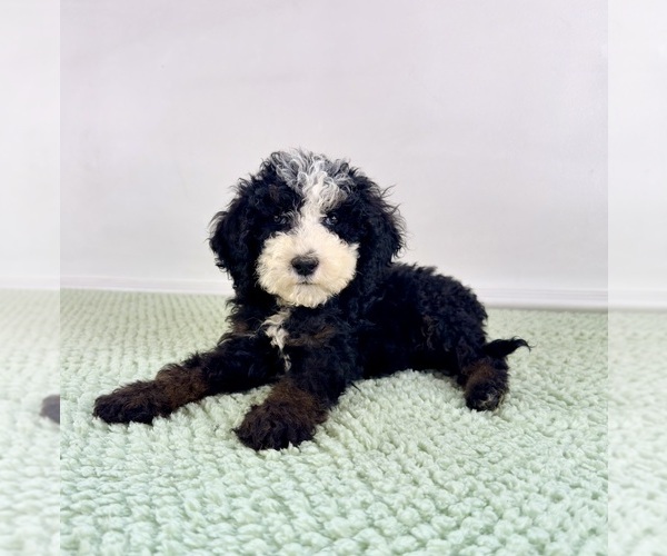 Medium Photo #6 Bernedoodle (Miniature) Puppy For Sale in GREENFIELD, IN, USA