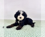 Small #5 Bernedoodle (Miniature)