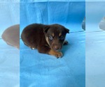 Small #5 Doberman Pinscher-German Shepherd Dog Mix