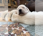 Small Photo #2 Labrador Retriever Puppy For Sale in HUDSON, WI, USA