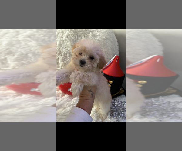 Medium Photo #4 Maltese-Poodle (Toy) Mix Puppy For Sale in AUGUSTA, GA, USA