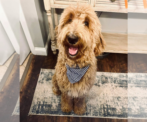 Father of the Goldendoodle mix (+ Poodle Standard) puppies born on 03/26/2026