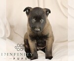 Small #1 Belgian Malinois