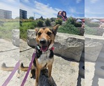 Small #3 Australian Shepherd-German Shepherd Dog Mix