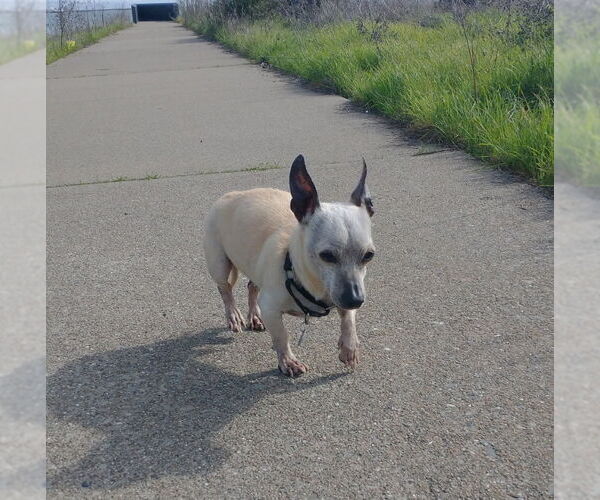 Medium Photo #4 Chihuahua-Unknown Mix Puppy For Sale in San Francisco, CA, USA