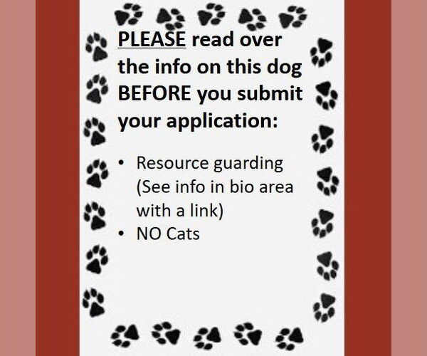 Medium Photo #4 Mutt Puppy For Sale in Fargo, ND, USA