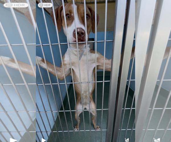 Medium Photo #2 Mutt Puppy For Sale in Pasadena, CA, USA