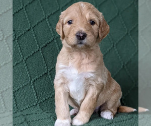 Medium Bordoodle-Poodle (Standard) Mix