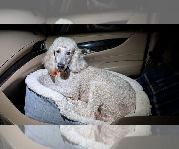 Medium Photo #4 Poodle (Standard) Puppy For Sale in Mooresville, NC, USA