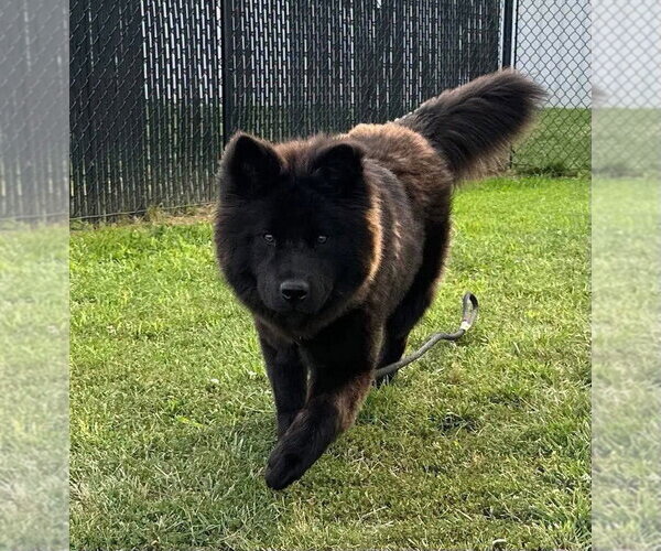 Medium Photo #5 Chow Chow-Unknown Mix Puppy For Sale in Evansville, IN, USA