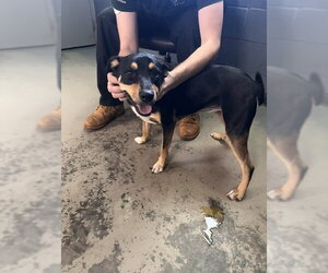 Labrador Retriever-Unknown Mix Dogs for adoption in Tallahassee, FL, USA