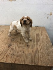 Brittany Puppy for sale in PELLA, IA, USA