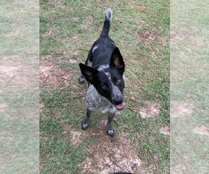 Australian Cattle Dog-Border Collie Mix Dog for Adoption in ADRIAN, Georgia USA