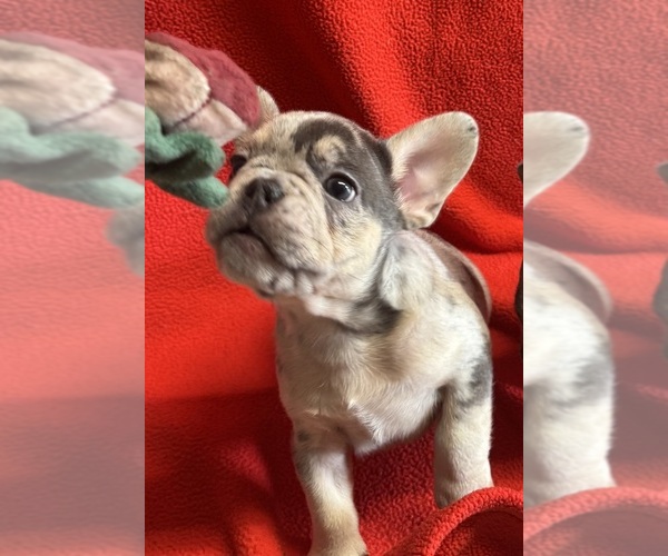 Medium Photo #2 French Bulldog Puppy For Sale in LAKE WALES, FL, USA