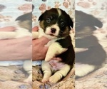 Small #1 Pembroke Welsh Corgi