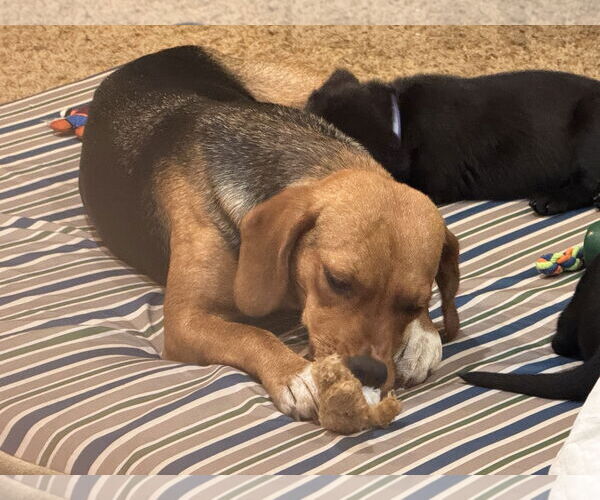 Medium Photo #2 Labbe Puppy For Sale in Wheaton, IL, USA