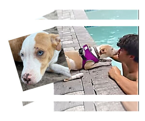 Medium Photo #14 Catahoula Leopard Dog-Unknown Mix Puppy For Sale in Sanford, FL, USA