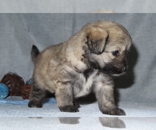 Medium Photo #18 Pookimo Puppy For Sale in MEMPHIS, MO, USA