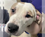 Small Mastiff Mix
