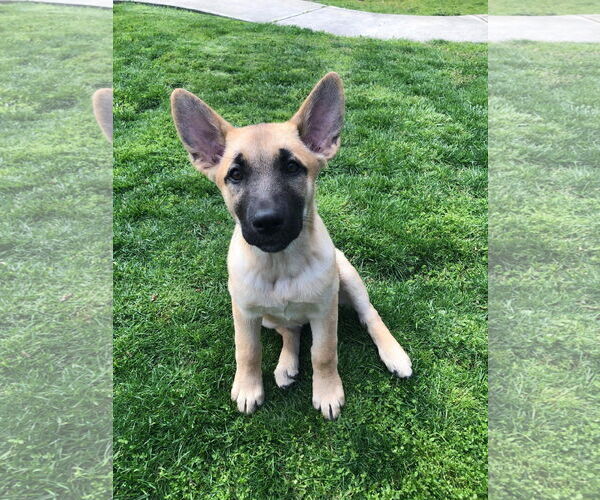 Medium Photo #4 German Shepherd Dog Puppy For Sale in San Bernardino , CA, USA