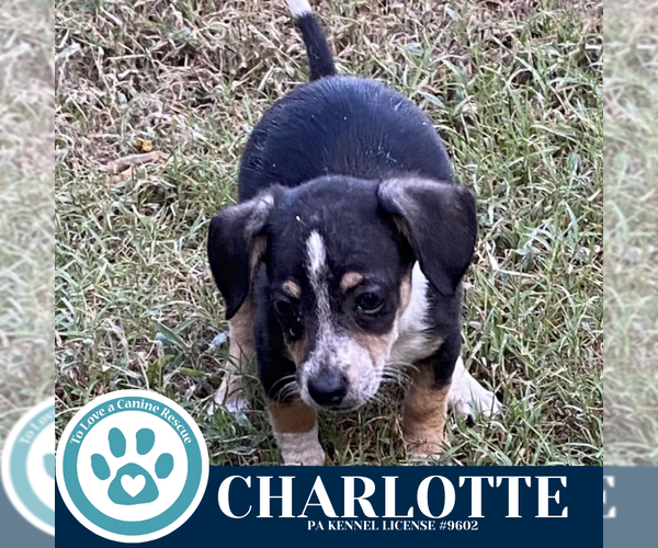 Medium Photo #2 Chiweenie Puppy For Sale in Kimberton, PA, USA