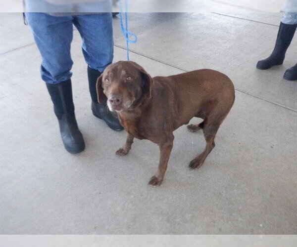 Medium Photo #1 Labrador Retriever-Unknown Mix Puppy For Sale in Oroville, CA, USA