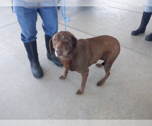 Labrador Retriever-Unknown Mix Dogs for adoption in Oroville, CA, USA