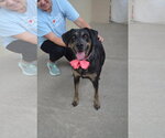 Small #2 Labrador Retriever Mix
