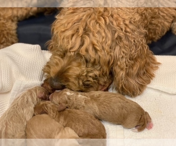 Medium Photo #2 Goldendoodle Puppy For Sale in WACO, TX, USA